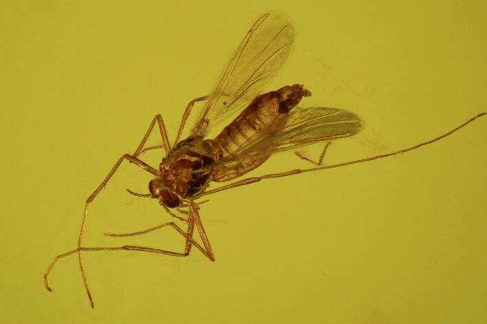 Detailed Fossil Fly (Chironomidae) In Baltic Amber #58048